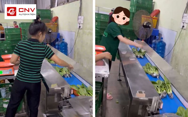 Sử dụng máy đóng gói rau